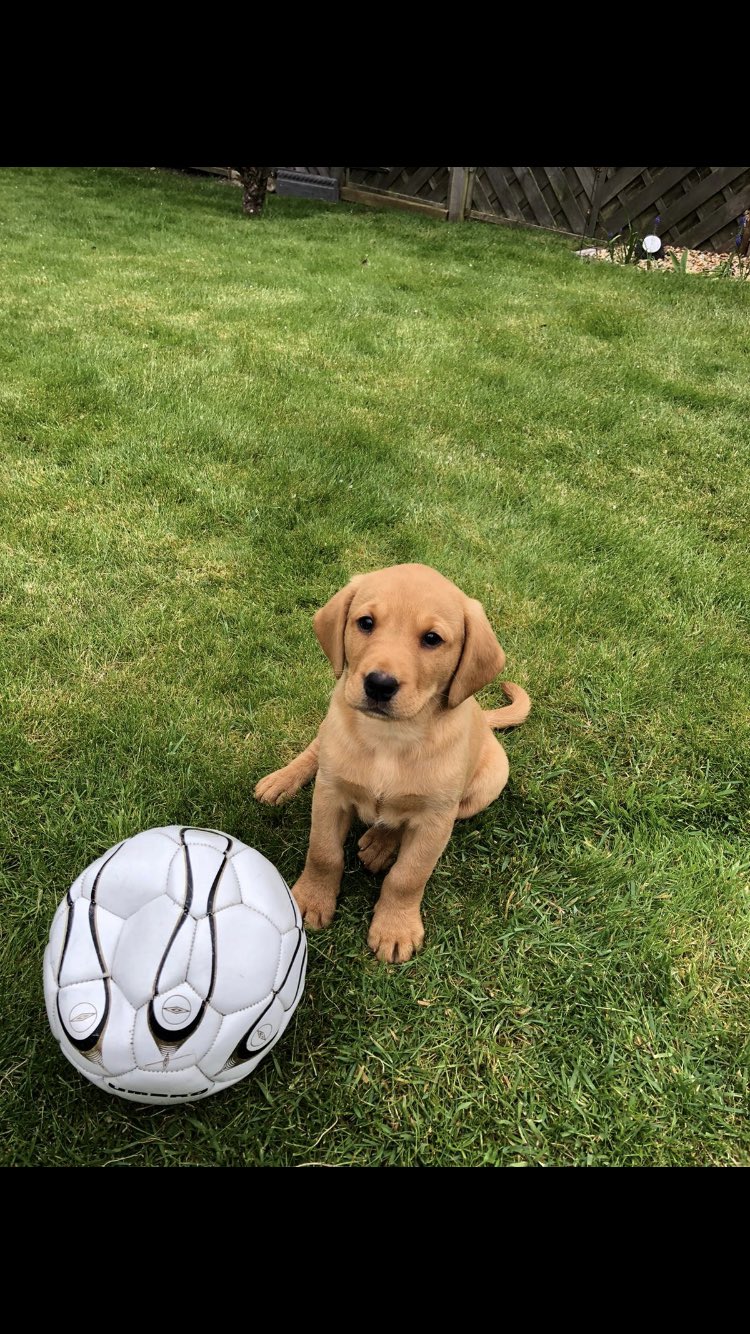  Happy Birthday Maxwell! I m Ted and I m 9 weeks old today 