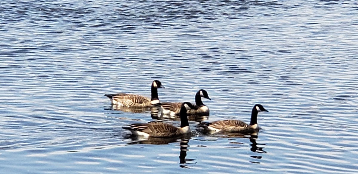DomeyNorma's tweet photo. Now, during #MentalHealthWeek, more than ever we need to #GetReal about our #MentalHealth !!!
I'm enjoying nature while maintaining social distancing ...
What are YOU DOING for your mental Health ?
#PIPSC #IPFPC https://t.co/jUymXg7Mbw