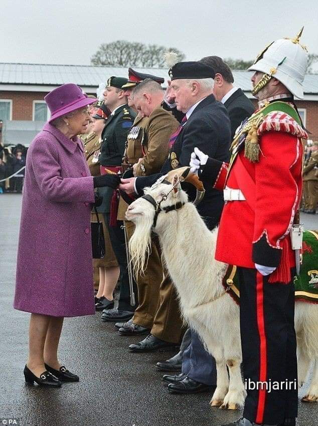 تيس الملكة اليزابيث.. 

هو تيس من من سلالة إنكليزية عريقة، وهو ضابط رسمي في الحرس الملكي البريطاني برتبة عقيد. يقوم على خدمته ضابط من الحرس الملكي برتبة مقدم ويزاول مهامه في تفقد الوحدات العسكرية البريطانية ويصطف الجنود لإلقاء التحية له كل صباح..