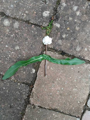 OHPSchool's tweet photo. Imaginative insects made from natural objects  - created by some of Year 1 girls! #guidedhomelearning #nature #outdoorlearning #futureready #OHS #GDST #GDSTgirls #girlseducation #year1 https://t.co/DGLHpUDKmE