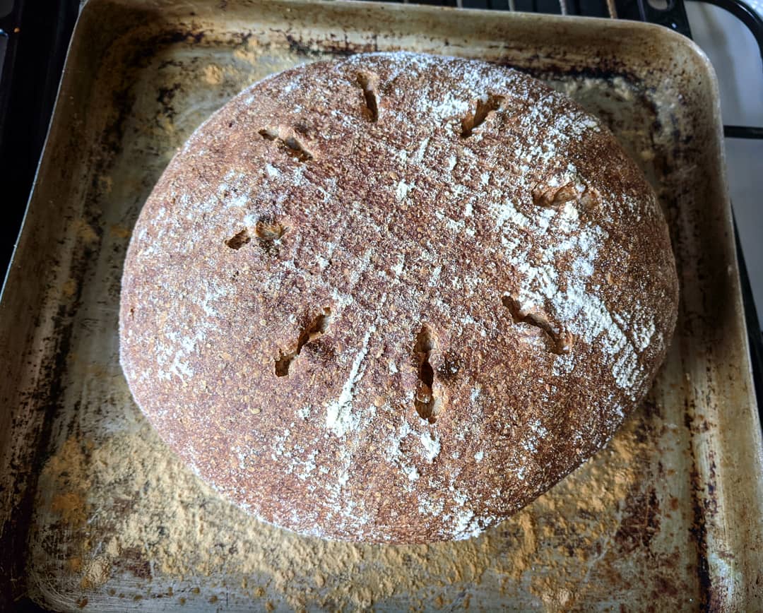Folkpersons's tweet image. Left, 30/70 wholemeal/white, raised for 3, knocked back, raised for 6. 

On the right, 20/50/30 rye/wholemeal/white. 3 hours, knocked back, raised overnight in the fridge (12 hour rise). 

Both sourdough. #breadanalysis