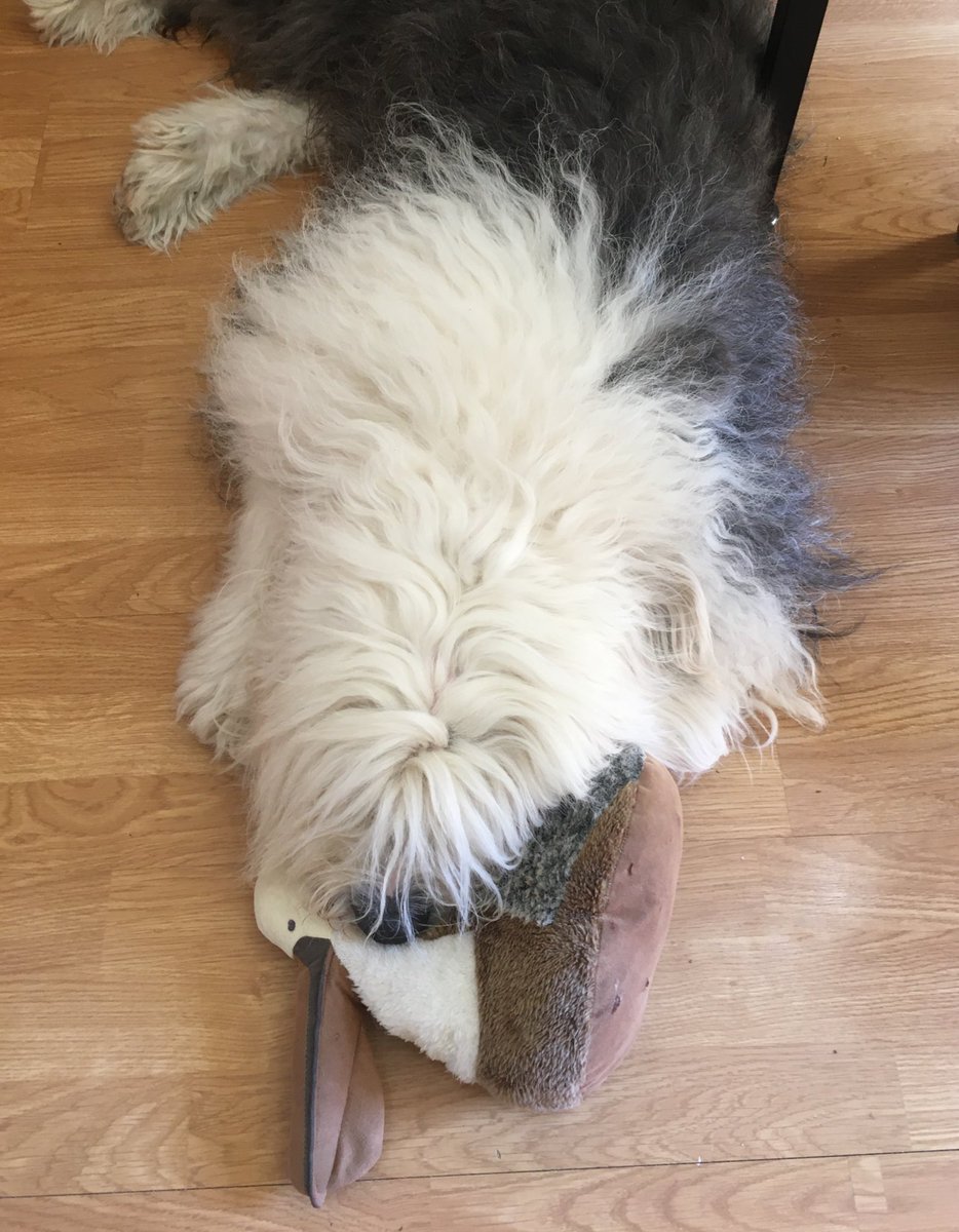 caniscausa's tweet photo. I love my pelican. I got it from my friend Moses who’s now at the rainbow bridge. 🐶💗🧸 #DistantButClose #FriendsWillBeFriends https://t.co/LzeL2y0VMx