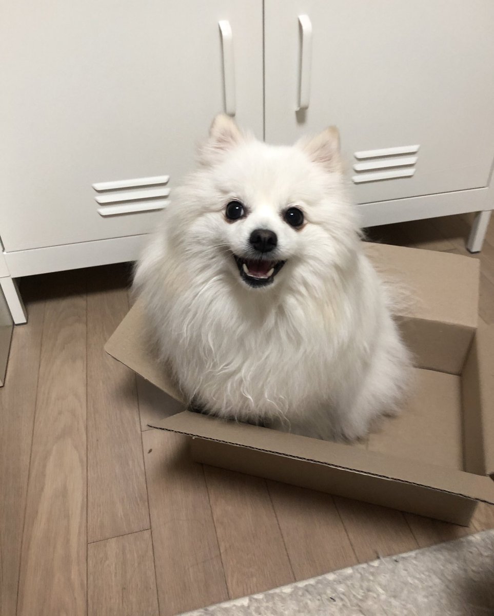 흰둥이 tweet media