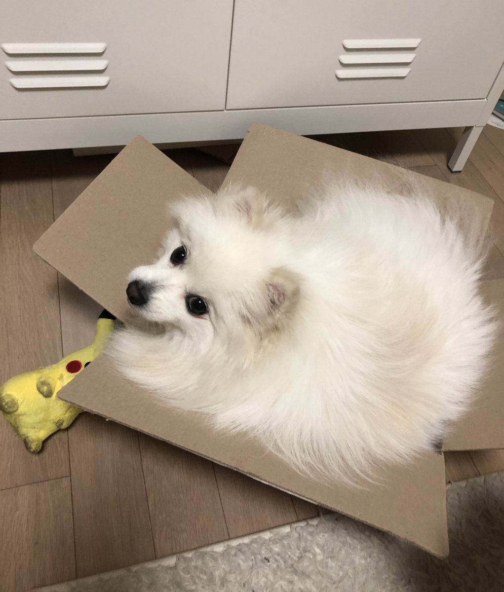 흰둥이 tweet media