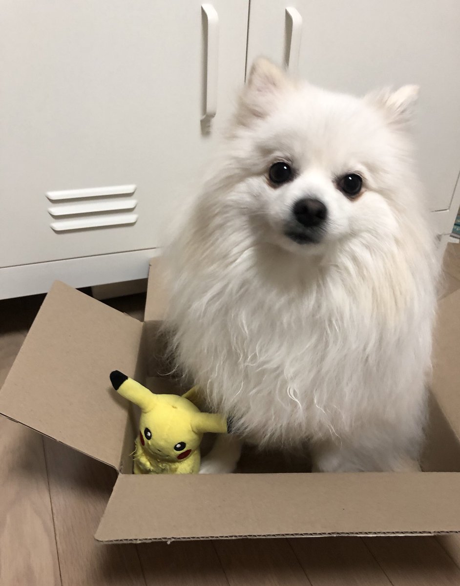 흰둥이 tweet media