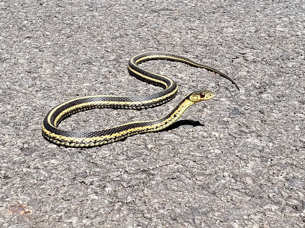 Constrictologie's tweet photo. Common Garter Snake #common #garter #snake #hiking #couleuvre #rayee #snek #closeup #herping #wildlife #wildlifephotography https://t.co/voo21kSAQM