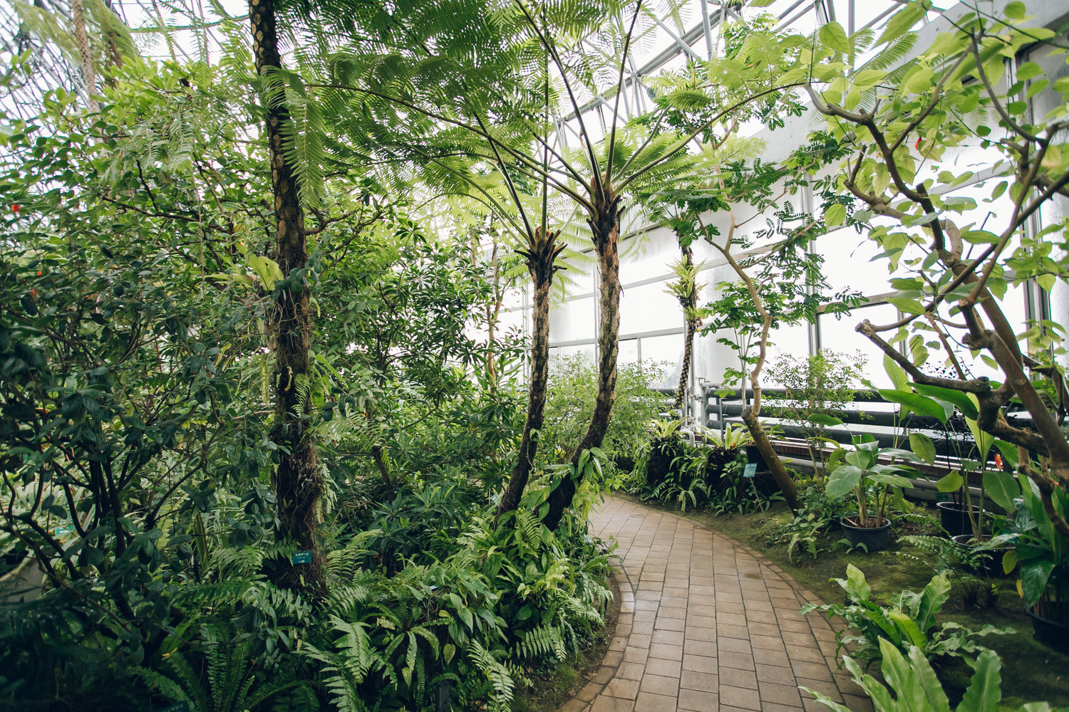 廣田恵介 Take A Tour Inside The Tropical Greenhouse Of Yumenoshima In Tokyo Japan Nbsp T Co H4m53gtmps 東京都江東区 夢の島熱帯植物館 T Co N5otdatvsj Twitter