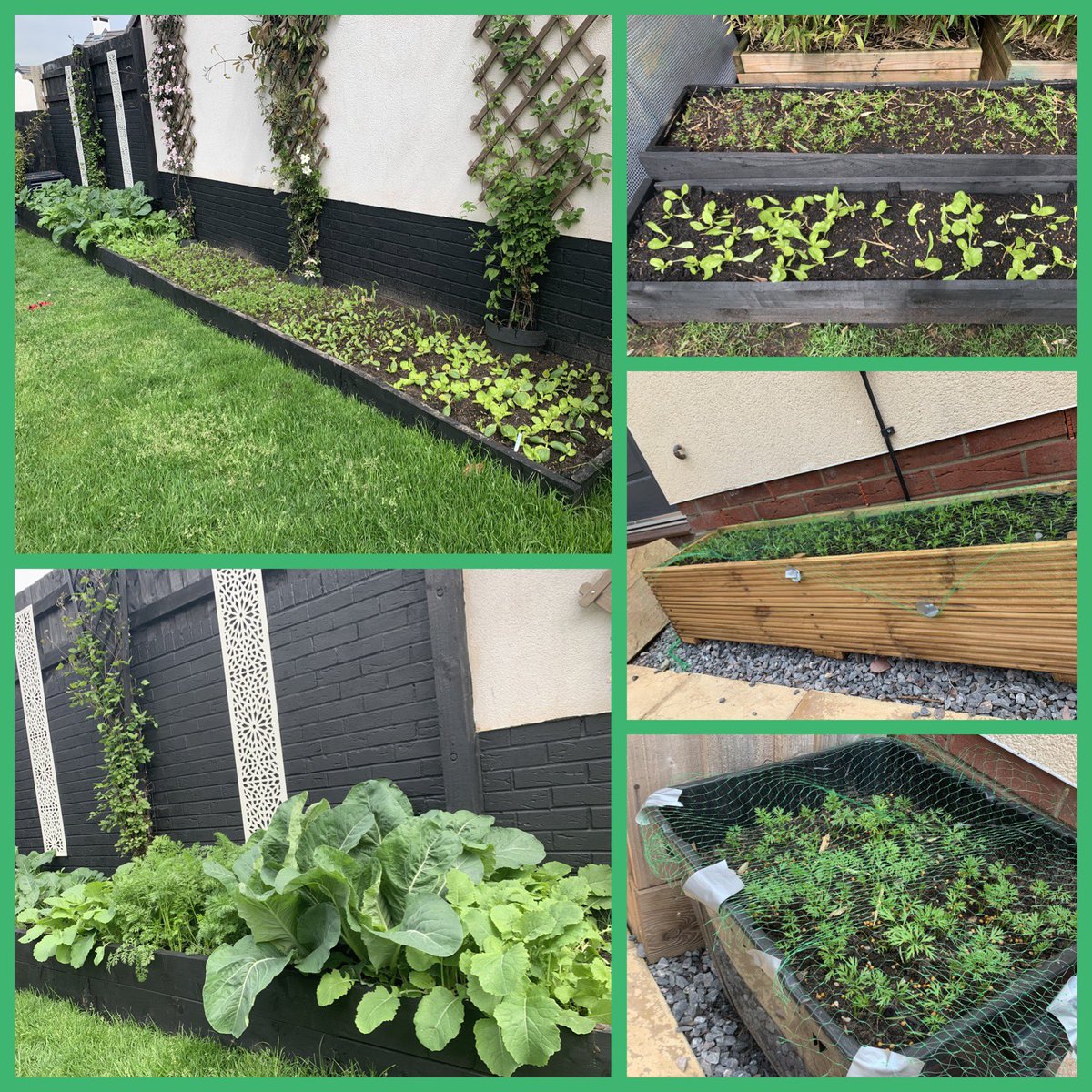 ldufty's tweet photo. Mrs Wills veggie garden progress. Today I have radishes and spinach from my garden to eat. I’ve been up cycling old pallets to make planters &amp; used spare black recycle bins.
Issues: someone been eating my pea plants and the wind blowing over two tomato greenhouses! https://t.co/AnFPjg9heF