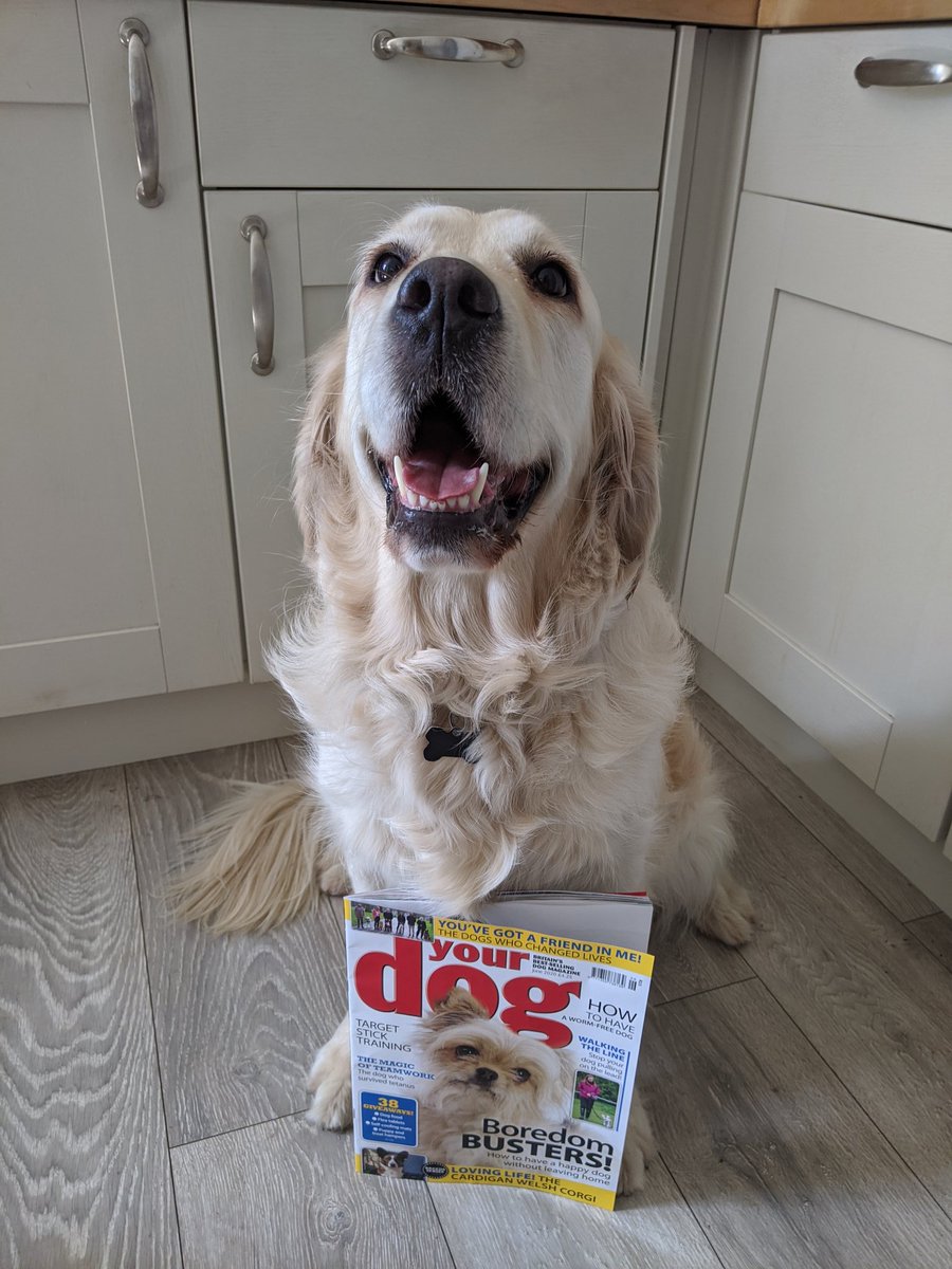 SianDurrant's tweet photo. Make sure you check out the June edition of Your Dog magazine! You make just see two familiar faces on page 47! 🐾🐾🐾

Alice can also be seen here: https://t.co/EgXpLPWwx8

@yourdog https://t.co/Ped7IjdCvv