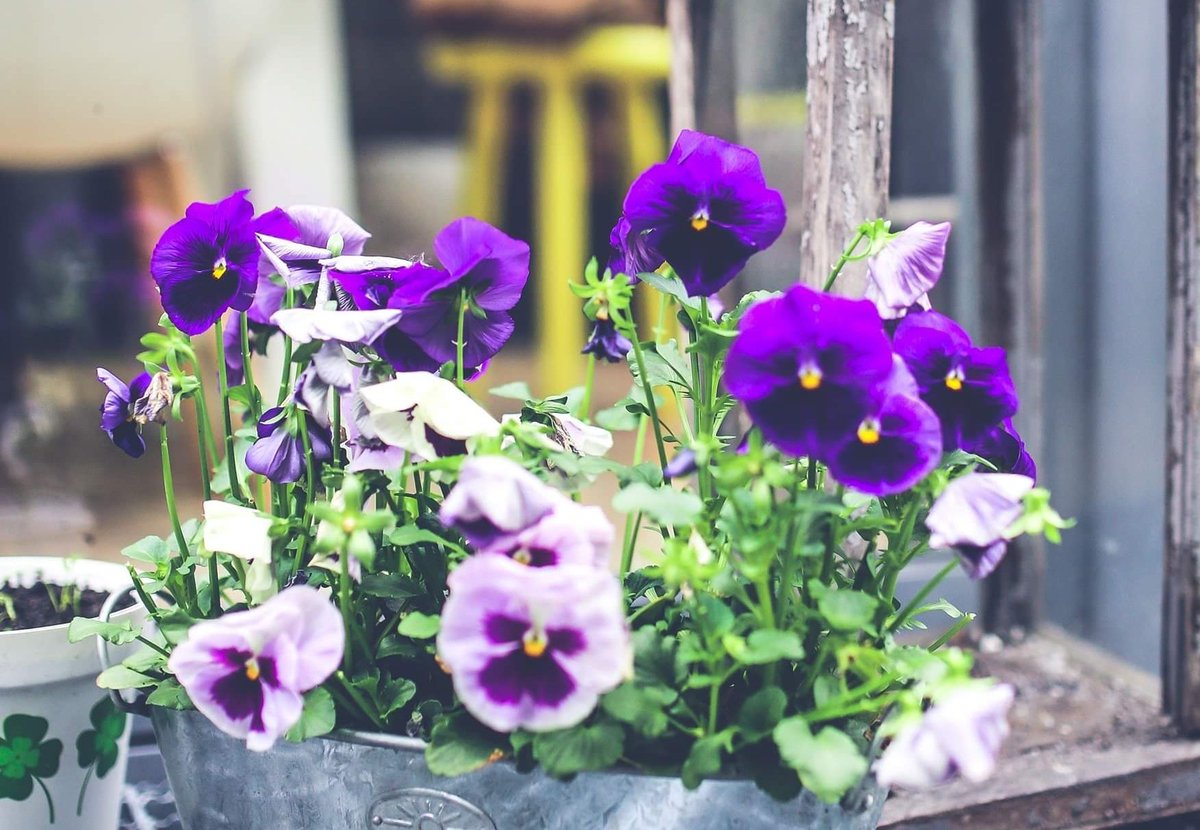 BlomidonNS's tweet photo. "Lettuce" do our best to serve all your plant needs! From the avid gardener to someone just starting their plant journey, we have products and advice for everyone!
#planting #gardening
#shoplocal #novascotia
#blomidonnurseries
#yoursolutionprovider https://t.co/CCkoaESTfL
