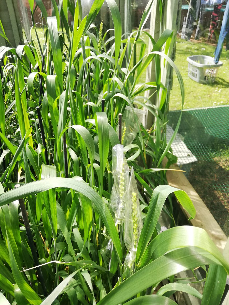 James Simmonds (@simmojsimmo) on Twitter photo Pushing working from home to the next level, crossing for increasing spikelet number in wheat <a href="/CristobalUauy/">Cristobal Uauy</a> could do with some LED lights next #lockdown #wheatbreeding Pushing working from home to the next level, crossing for increasing spikelet number in wheat <a href="/CristobalUauy/">Cristobal Uauy</a> could do with some LED lights next #lockdown #wheatbreeding