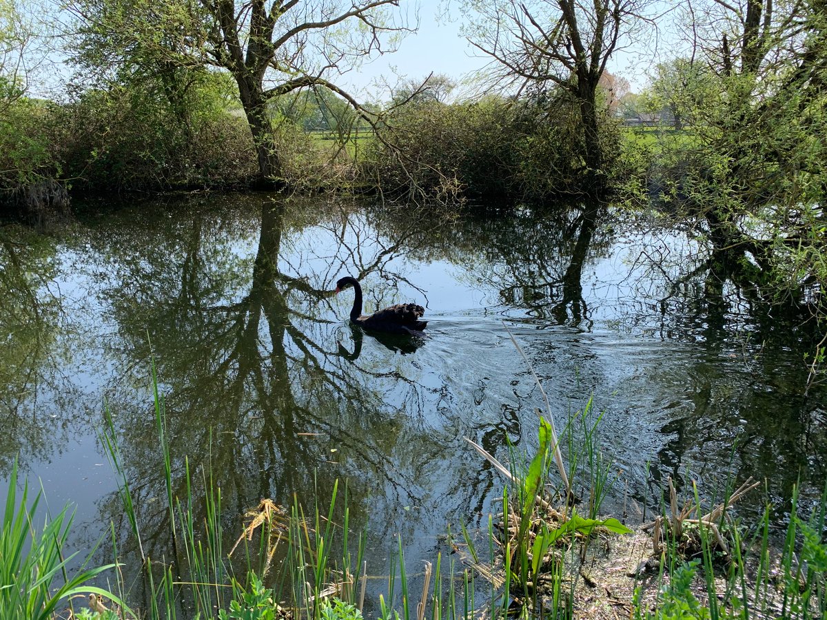 The famous Black Swan of Chichester Marina was spotted for this week’s #wildlifewednesday, who is lucky enough to be the only one getting to enjoy being out on the water at the moment!