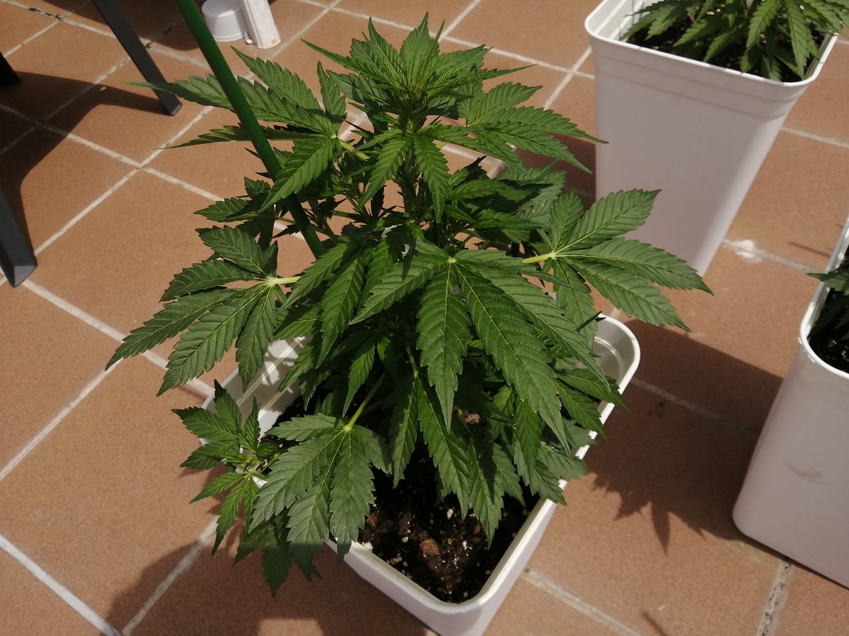 Empordaweed's tweet photo. Aquí estamos!!! Autos de @Fast_Buds. Ayer primer riego con #algabloom de @plagron_official. Esta semana IMPARABLES!! 😁 Y el tiempo acompanya... 😎.
#WestCoastOG #SixShooter #CreamCookies https://t.co/Gpxyaz8XIu
