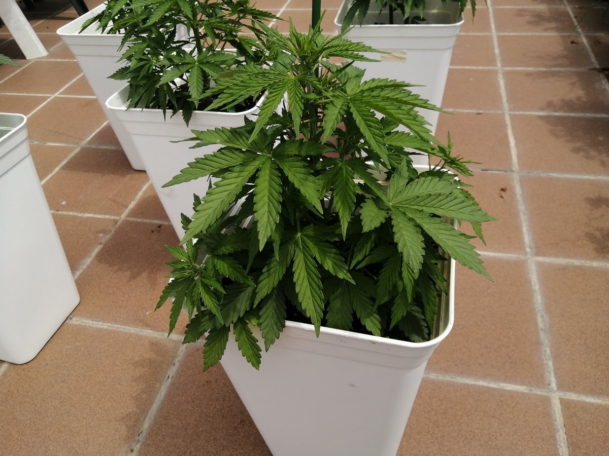 Empordaweed's tweet photo. Aquí estamos!!! Autos de @Fast_Buds. Ayer primer riego con #algabloom de @plagron_official. Esta semana IMPARABLES!! 😁 Y el tiempo acompanya... 😎.
#WestCoastOG #SixShooter #CreamCookies https://t.co/Gpxyaz8XIu