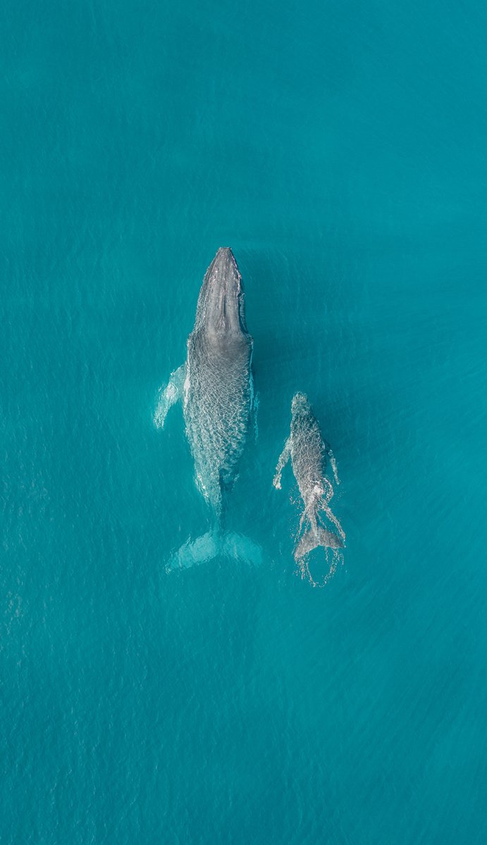 DJIGlobal's tweet photo. We figured you could all do with a change. Thankfully it's time for a #WallpaperWednesday! 📸📱

Use your own shots as your phone wallpapers? Show us your favorites down below! 👇 https://t.co/UuyROuEgUO