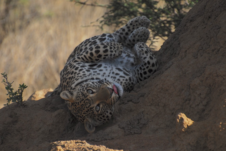 Somebody loves posing for the camera! 
#leopard #bigcat #wildcat #wildlifewednesday #wildlifephotography #safari #southafrica #lionandsafaripark
#ExploreDiscover