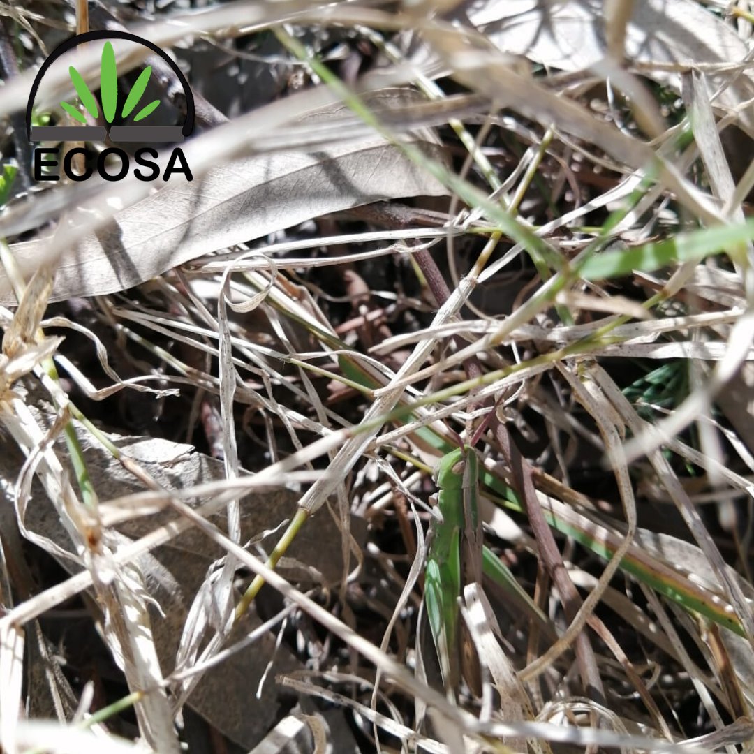 Can you spot the GRASSHOPPER?

Did you know: Grasshoppers Have Ears On Their Bellies!!!

For more info visit of Facebook page: facebook.com/ecosa.org/

#Grasshopper #ECOSA #natureconservation #MooiwaterConservancy