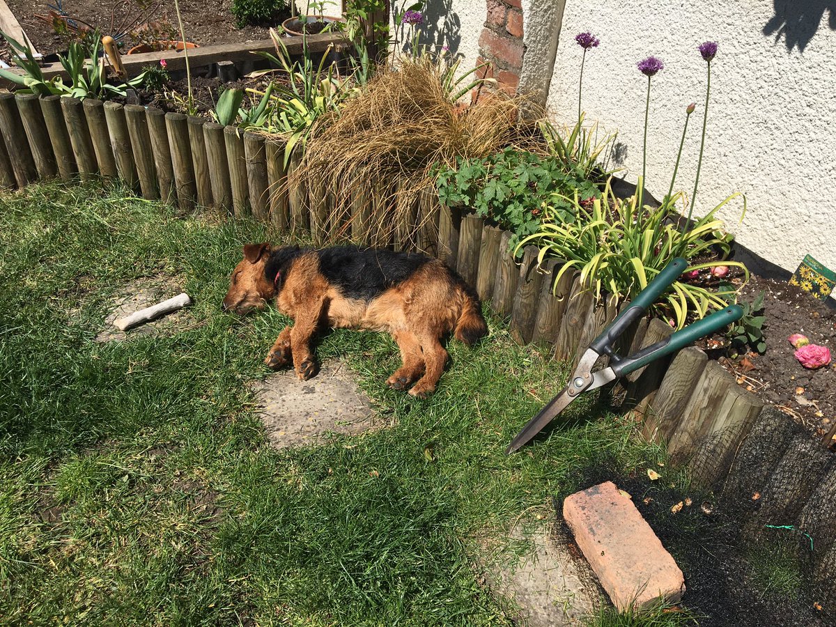 Welshie_Aggie's tweet photo. Another hard day https://t.co/3tWqgNKVGz