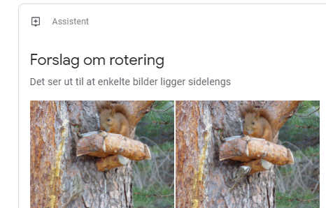 SteinHoem's tweet photo. Maskinlæring gir spesielle resultat noen ganger - begynner å bli skeptisk til hvilke treningsdata de har brukt på bildeanalysene hos google. https://t.co/GLeXGkLSz4