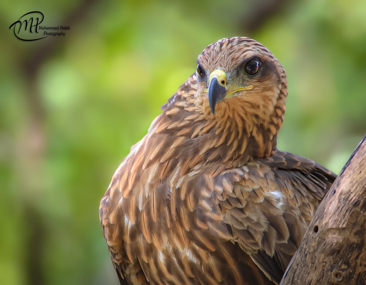 Z9Habib's tweet photo. “Black Kite” #NikonD5 #BlackKite #PariahKite #HyderabadBirds #Hyderabad #NikonNoFilter #NikonPhotography #NikonIndia #NikonMEA #NikonUSA #NatGeoWild #BirdPhotography @Avibase https://t.co/3fsN6xz6ae