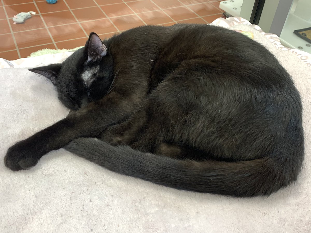 ShelterCatHSSCM's tweet photo. Is it Monday again? Feels like a Monday #naptime #justgotup https://t.co/kZXBCr6Ia9