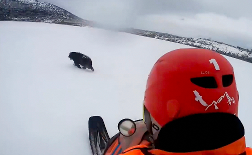Loyal dog waits for two months on sea ice in hope owner will return to ...