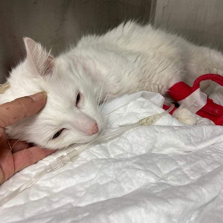 SosMaullidos's tweet image. Bob necesita ayuda,fue abandonado lo rescatamos de la calle es sordo. Ha tenido que estar ingresado x episodio diabético conintoxicación grave  x cetoacidosis.
Las facturas son altas, necesita ayuda para poder tto. Si nos puedes ayudar 🙏ES65 2100 0388 1002 0028 6069#Pallejà #BCN