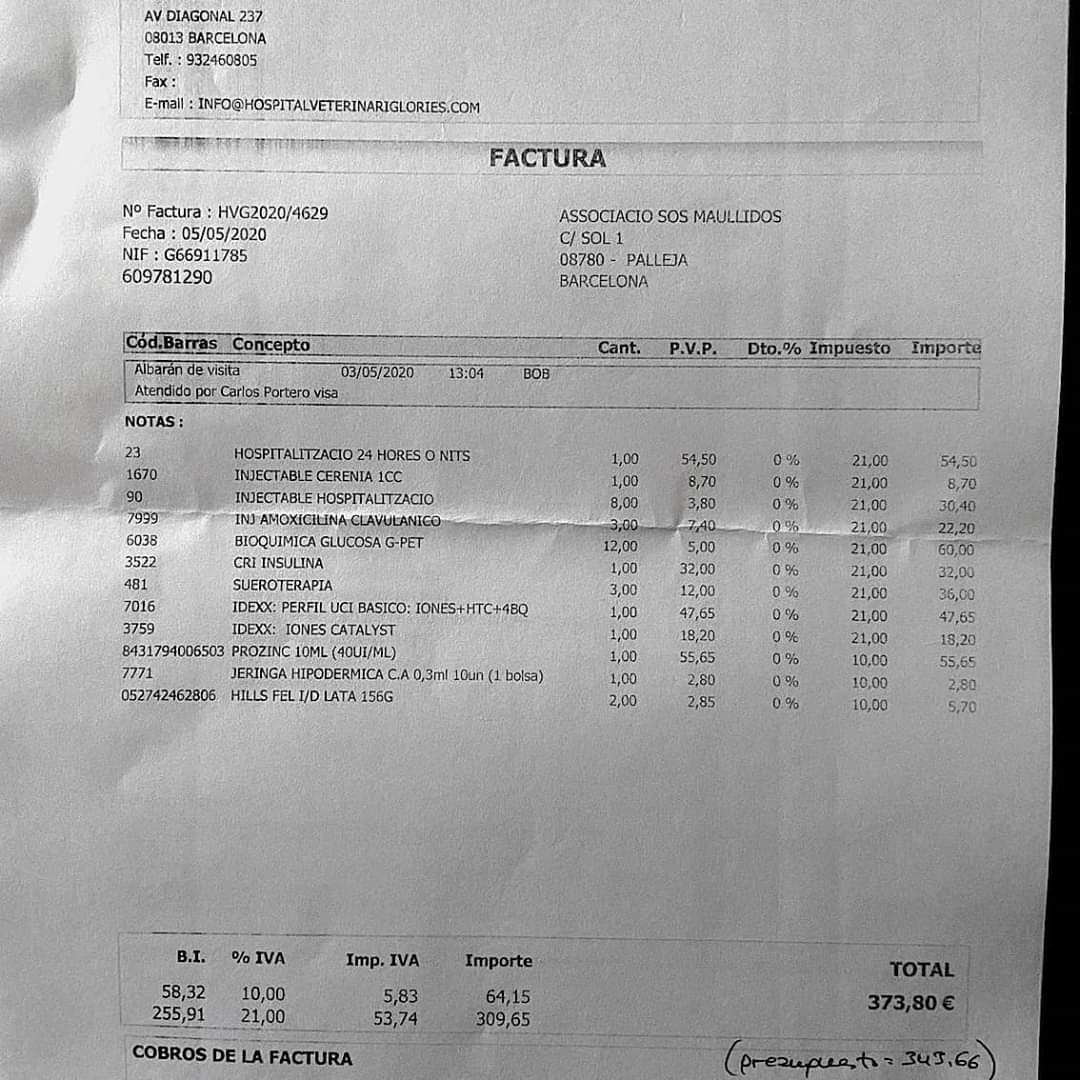 SosMaullidos's tweet image. Bob necesita ayuda,fue abandonado lo rescatamos de la calle es sordo. Ha tenido que estar ingresado x episodio diabético conintoxicación grave  x cetoacidosis.
Las facturas son altas, necesita ayuda para poder tto. Si nos puedes ayudar 🙏ES65 2100 0388 1002 0028 6069#Pallejà #BCN