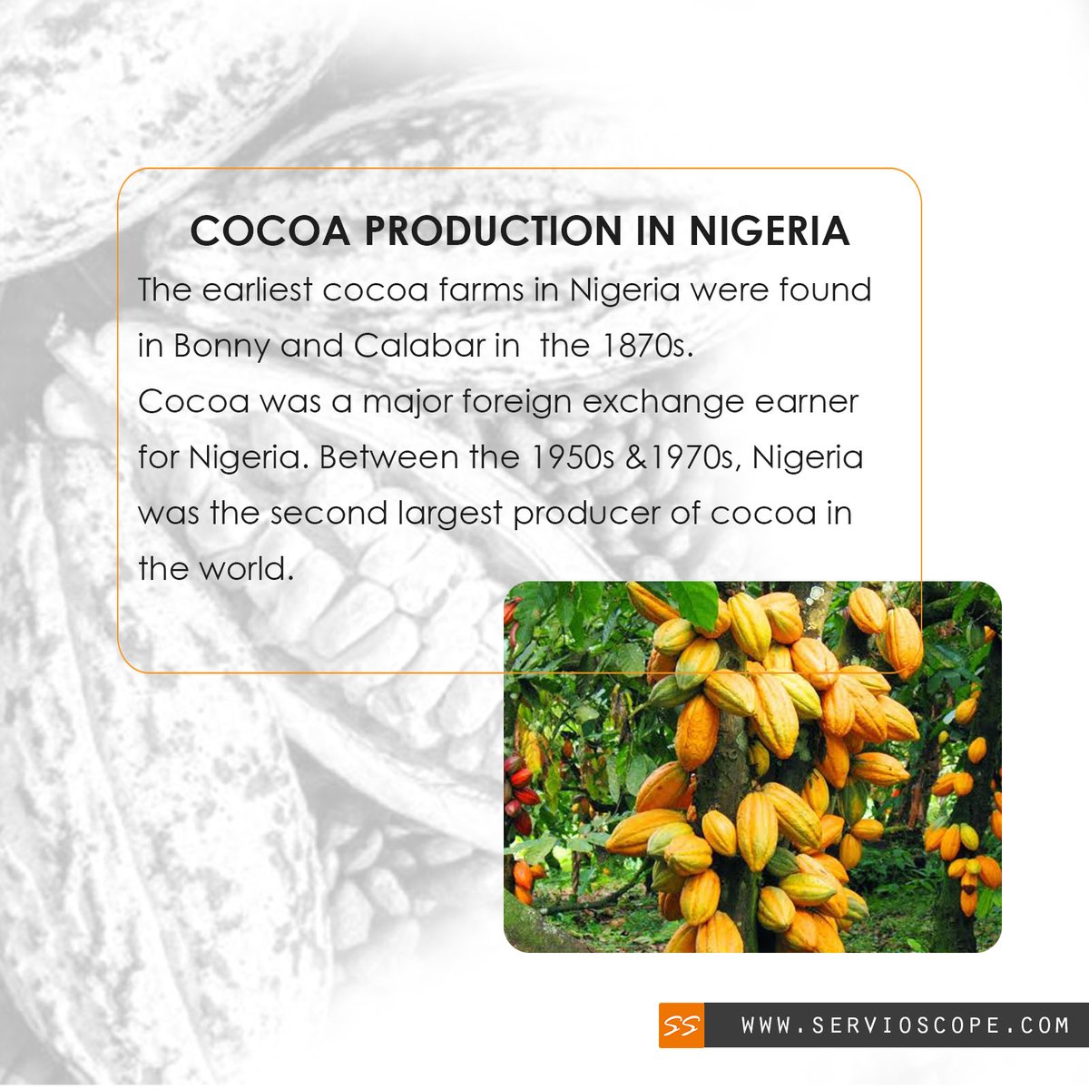 servioscope's tweet photo. In 1880, a cocoa farm was established in Lagos. Later, more farms were established in Agege and Ota. 

Ondo state is currently the largest Cocoa producing state in the Country.  Between 2013-2014, Nigeria was ranked as the 4th largest exporter of Cocoa. 
In 2017, Nigeria.... https://t.co/8MhR0LDiNY
