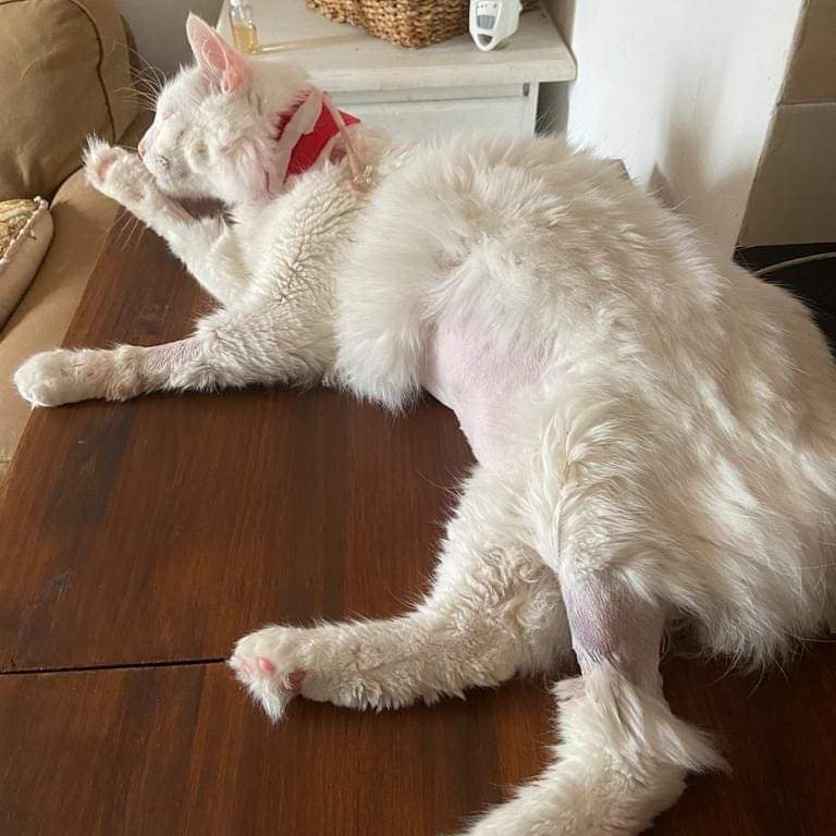 SosMaullidos's tweet image. Bob necesita ayuda,fue abandonado lo rescatamos de la calle es sordo. Ha tenido que estar ingresado x episodio diabético conintoxicación grave  x cetoacidosis.
Las facturas son altas, necesita ayuda para poder tto. Si nos puedes ayudar 🙏ES65 2100 0388 1002 0028 6069#Pallejà #BCN