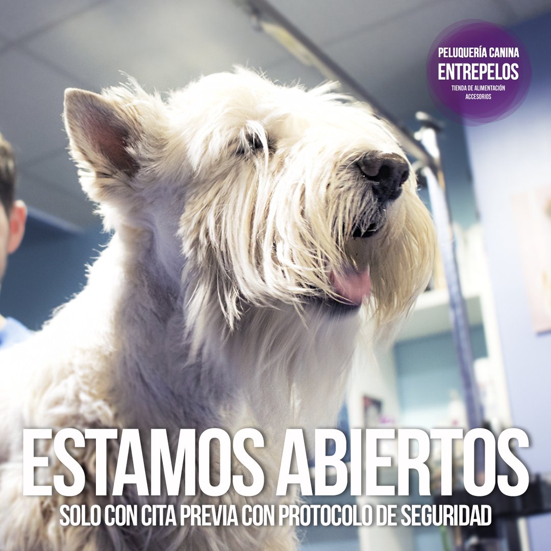 Entrepelos's tweet photo. 📣 ¡Ya estamos de nuevo abiertos! 📣

Entrepelos #PeluqueríaCanina vuelve a abrir exclusivamente bajo cita previa.

Cita Previa 👉 https://t.co/GWfBInvnOJ

Muchas gracias por tu colaboración.

#Salamanca https://t.co/Zh7IiW9CIs