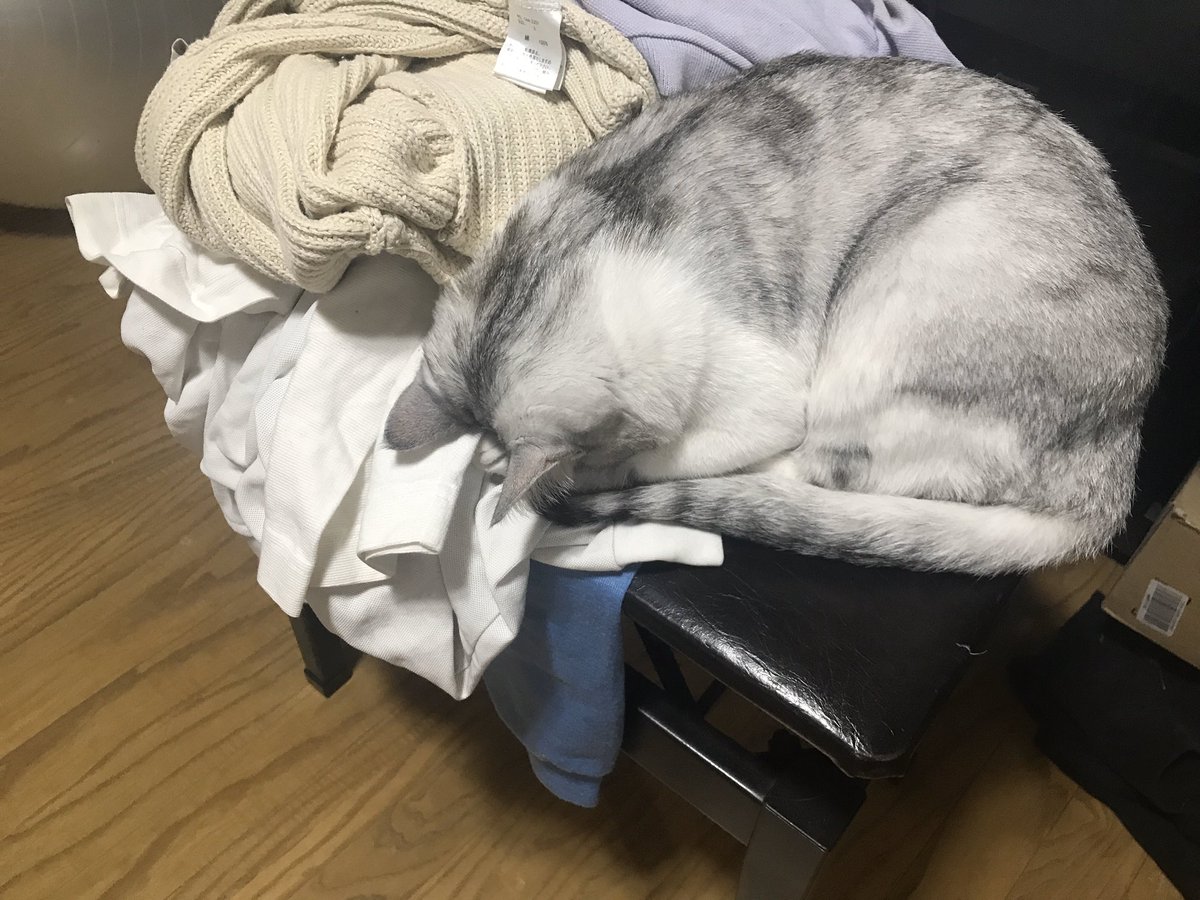 猫の土下座」のYahoo!検索（リアルタイム） - Twitter（ツイッター）を 