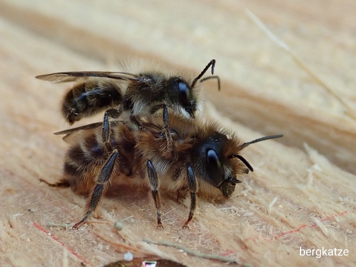 Bergkatze べるくかっつぇ マメコバチ ヒトツバツツハナバチ Osmia Osmia Cornifrons Radoszkowski 17 ツツハナコナダニに集られたものも投稿 ダニは花粉を食べるので 花まで乗せてもらっているだけ ツツハナバチが作った花粉の詰まった育房で