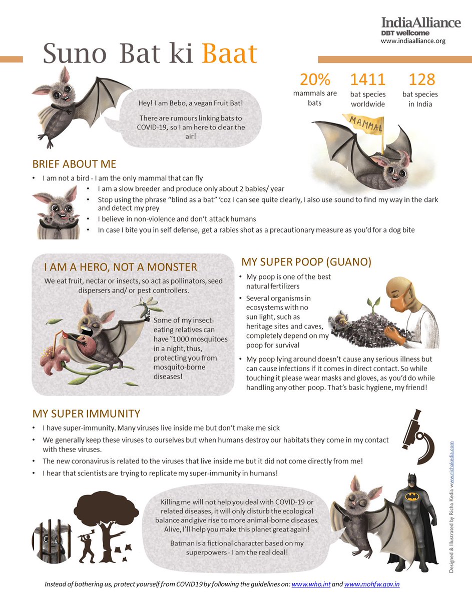 In times of #COVID19, many of us have fallen prey to rumours about #bats!

Bebo, the fruit bat, is here to clear the air! In our 4th #infographic, learn all the reasons why blaming bats for COVID-19 is not cool👇

We thank <a href="/RichaKedia/">Richa Kedia</a> for the wonderful illustration &amp; design!