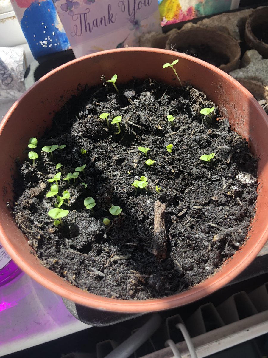 l1zz1eemma's tweet photo. The basil is starting to grow 😊 @ScienceBea @BourneEndAcad @BEAYear7 https://t.co/FScoGLisNz
