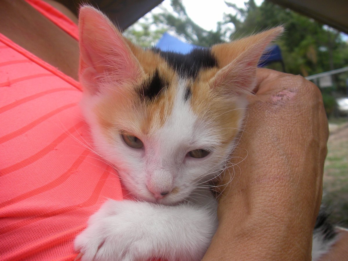 KikiriWau's tweet photo. No te pierdas hoy Mascotas en las comunidades en tiempos de pandemia y cuarentena, vamos a conversar mañana en #SolidarioCondominios.
A las 9:00 de la mañana por
@globovision
con
@jefigallo
.
@micondominiocom
#MiCondominioCom
#ComunidadyCoronavirus
@kikiriwau https://t.co/nWXPeby4fp