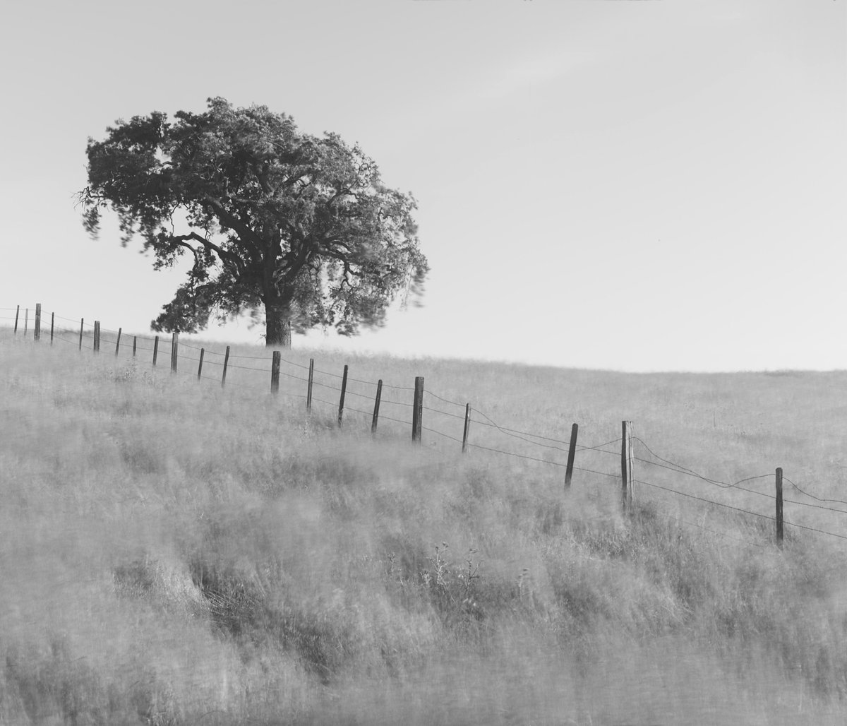 LargeSenseLLC's tweet photo. Tree in Morgan Hill, CA, USA. 120 images 1/30s averaged into one in camera. LS45, 4x5 large format digital back. Schneider SYMMAR 300mm f/5.6/500mm f/12 Convertible. https://t.co/ABrJ7HA9XK #4x5 #largeformat #largeformatphotography #Svedovsky #largesense #bw #monochrome #tree https://t.co/mUM2CSrvPA
