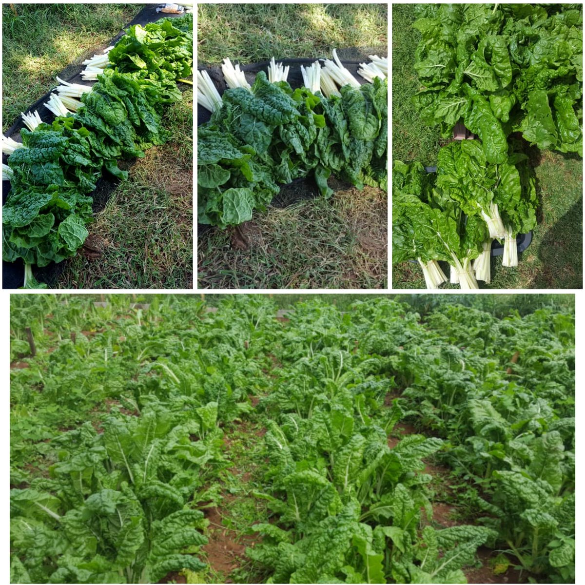 MfokaMqulusi's tweet image. Please RT for the support of small farming
#level3