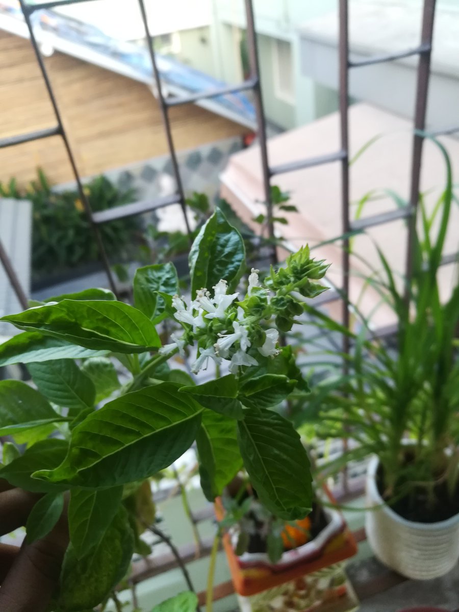 teatattler's tweet photo. Ever seen the seeds & flowers of an Italian Basil Plant?? They look so pure.. 💚🌿
#ItalianBasil #GardenStories #UrbanLiving https://t.co/7ti3OMRbds