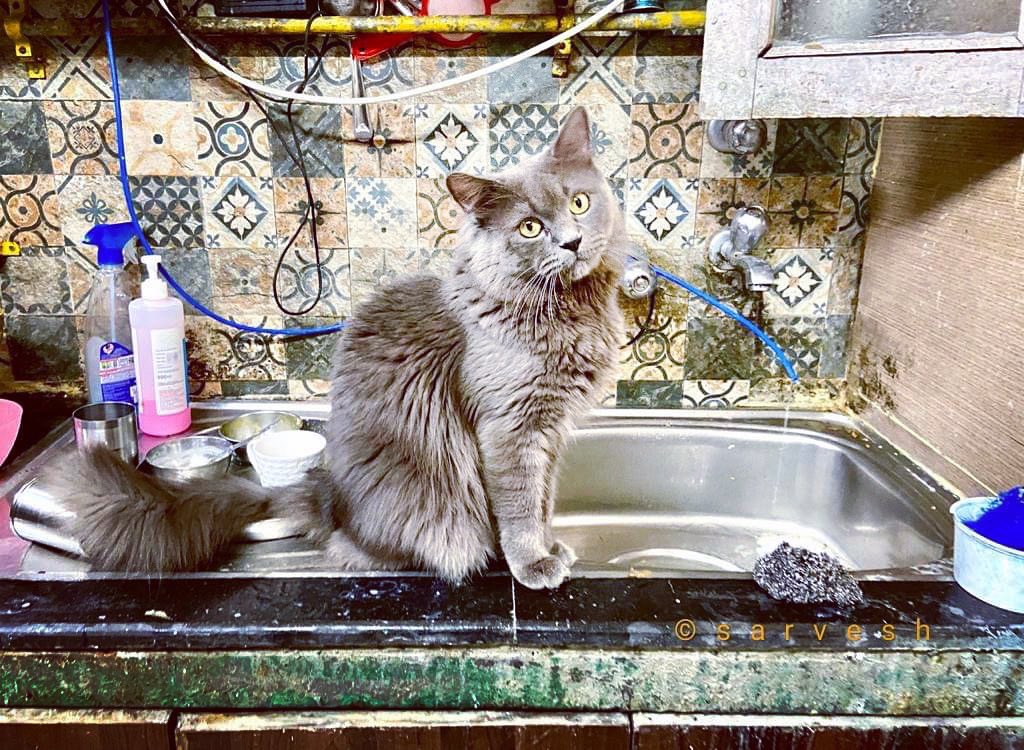 SarveshMishra_'s tweet photo. In the days of #LOCKDOWN , everyone has their own work at home,
#LOGAN #ATWORK
#lockdownphotography #wideangle #mocam #mobilephotography #CatsOfTwitter #cats https://t.co/s8OjXJzRCP
