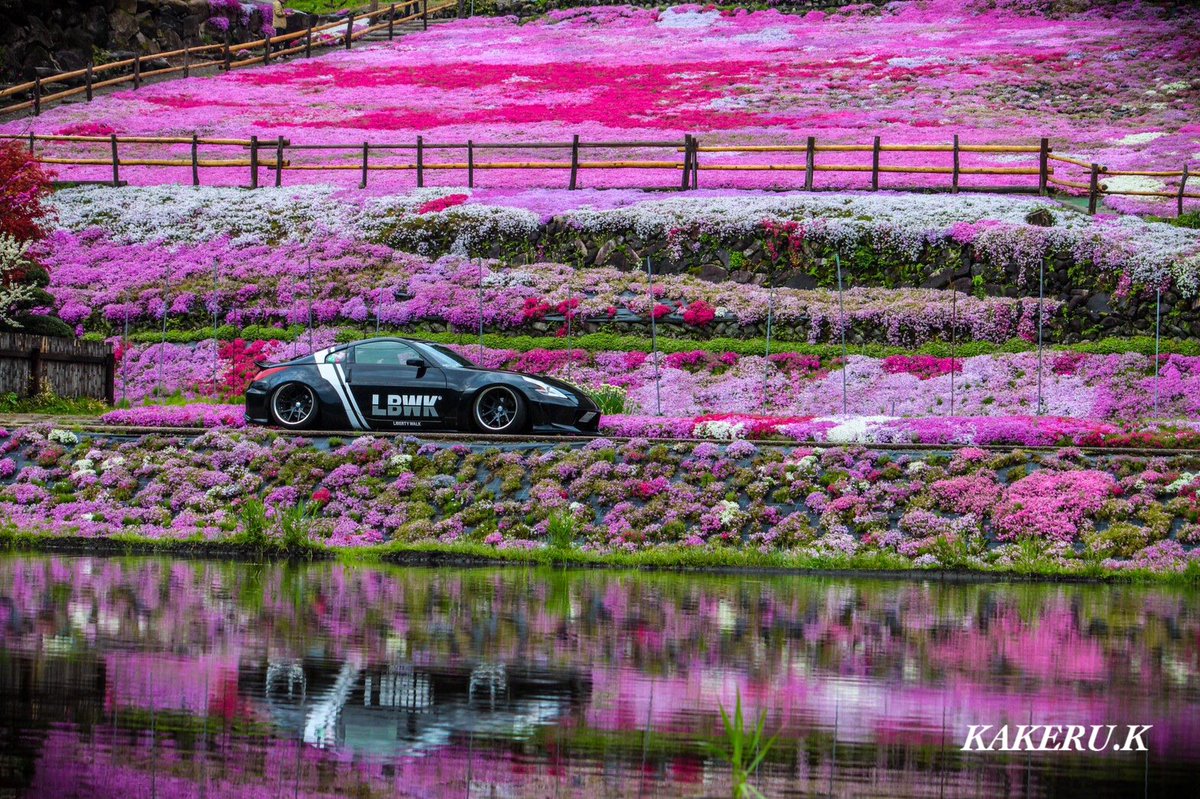 國田家の芝桜