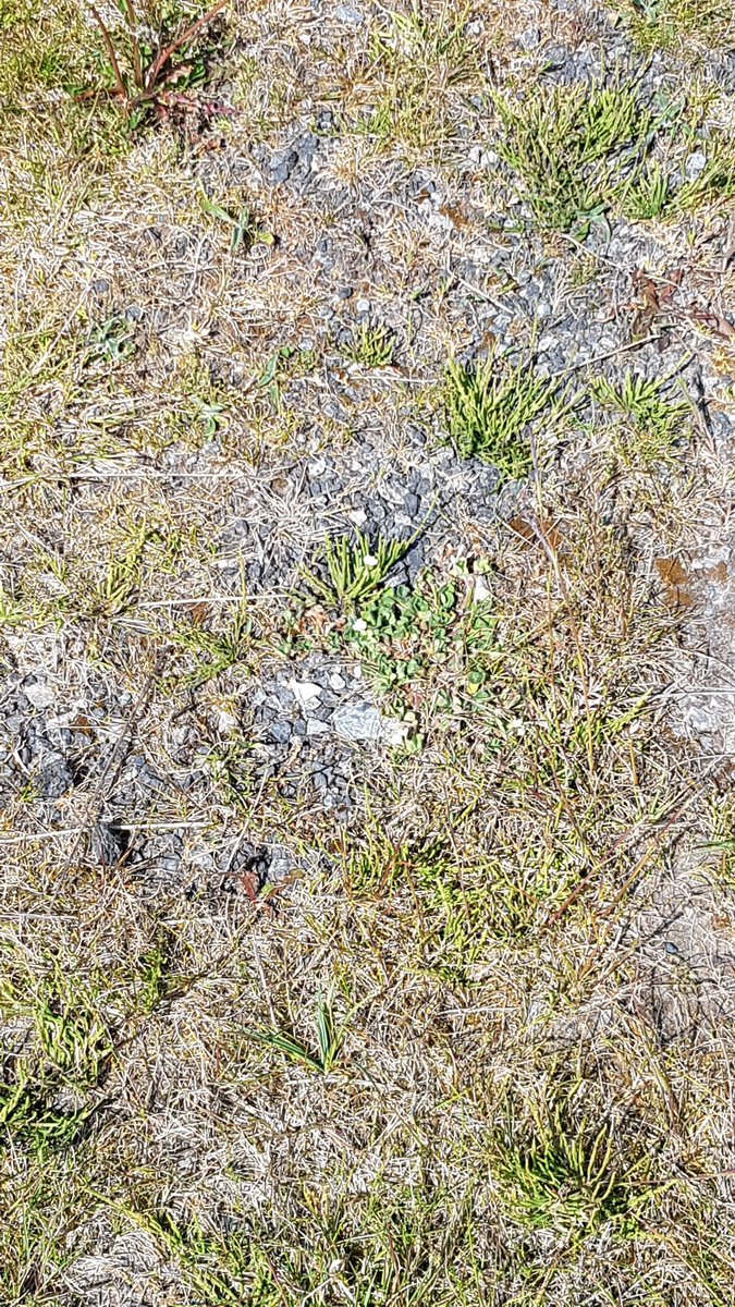 MandyForde tweet media