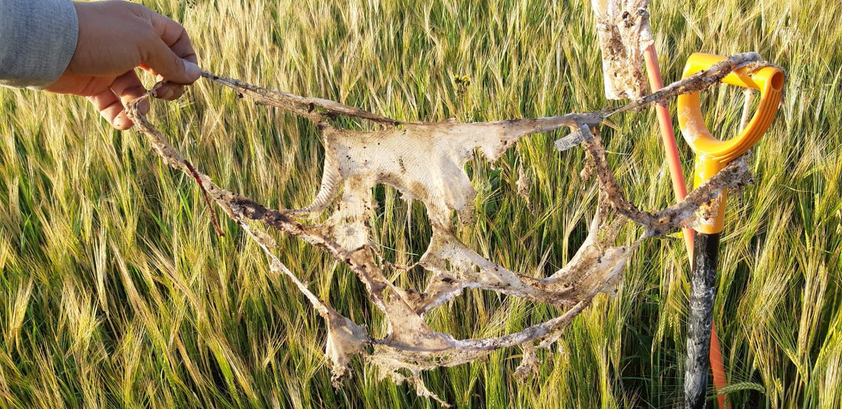 Kiinnostaako #kasvukunto? 
Ota osaa Soilfoodin järjestämään #kalsarihaaste’eseen! 

Luonnonkuituiset kalsarit haudataan peltoon 15 cm:n syvyyteen sunnuntaihin 17.5.20 mennessä ja ne kaivetaan esiin elokuussa 28.-30.8.20

Katso tarkemmat osallistumisohjeet: soilfood.fi/artikkeli-soil…