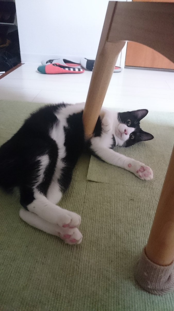 バットマンねこ