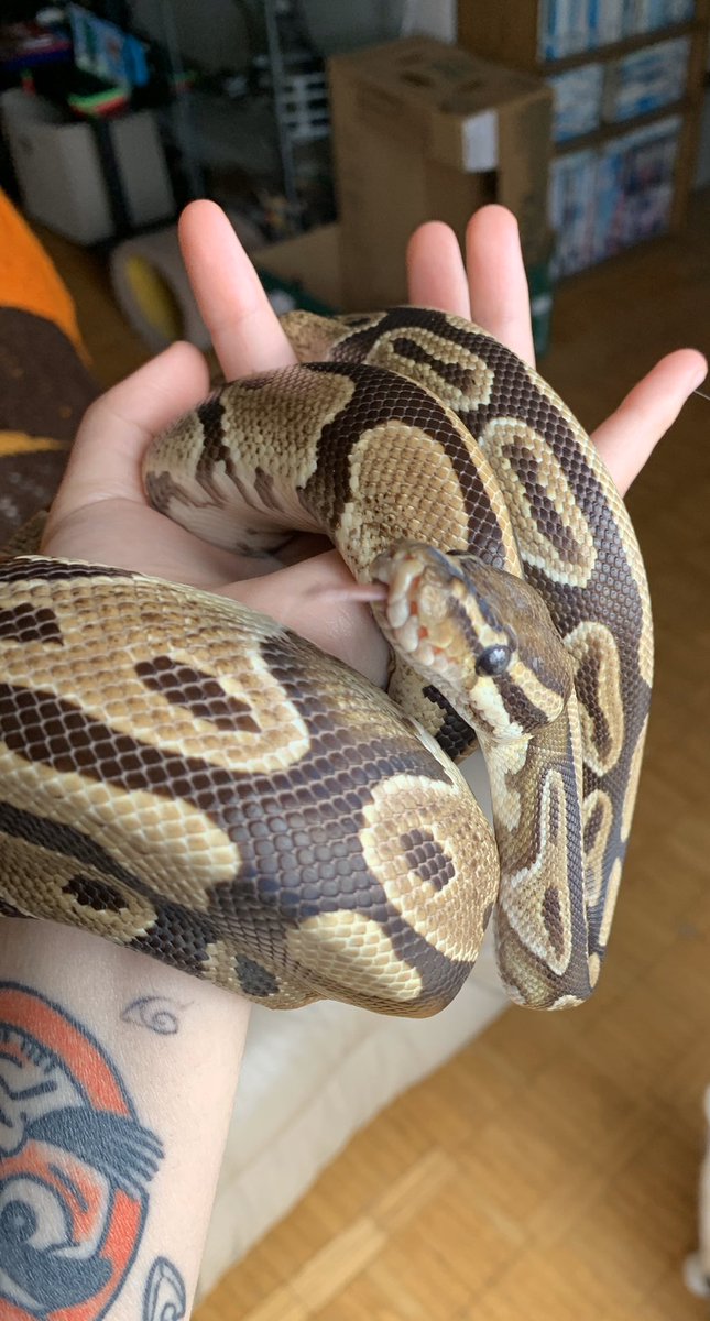 yorokobitattoos's tweet photo. One of my favorite snake facts, is that thier tummy scales are called “Scutes” so TECHNICALLY snakes scoot not slither
#thatsjustscience https://t.co/HkiyIgxlYC