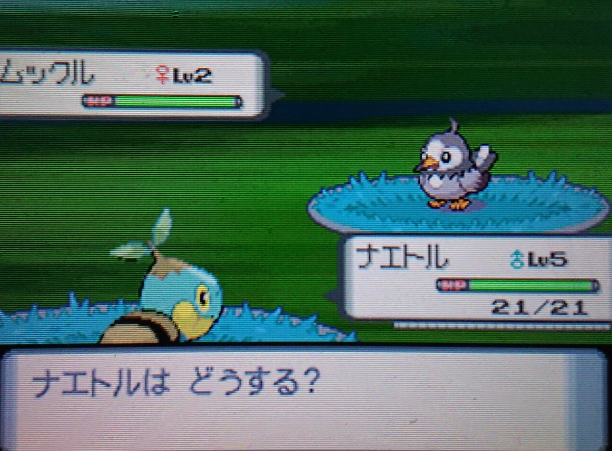 色違いのハゲマペ Dp色旅現在進行形 やばいやばい 4月24日から始めてついに来たー 9618回目で ムックルの 色違いが来て まじ萎えとる って呟かずに済んだ笑