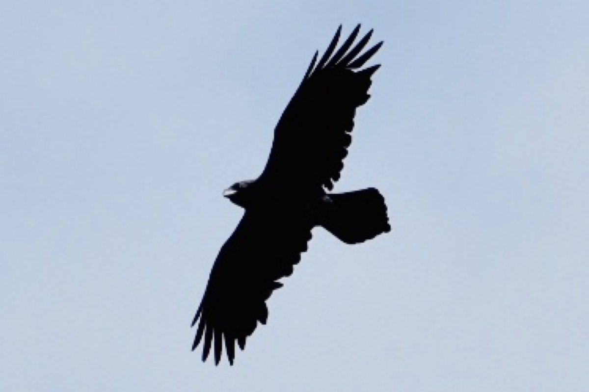 StaffsPoliceRWC's tweet photo. 12 months today, offenders shot two Ravens which were nesting at a site on Cannock Chase.
Since then we have worked with partners to prevent this happening again.
Cctv has been Installed at key sites and all birds safe and well.
#smartwater
#ruralcrimeweekofaction https://t.co/jOeH3npOyh