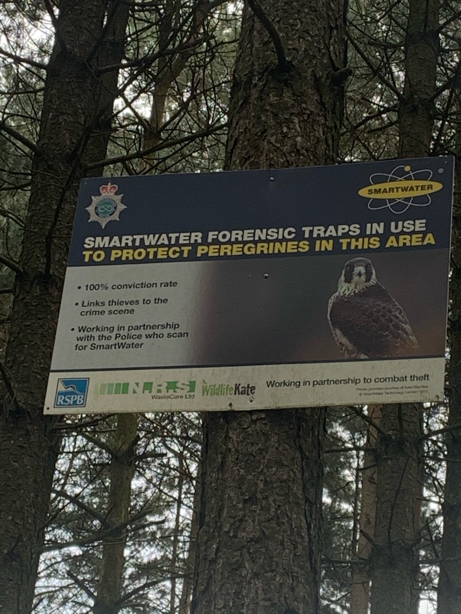 StaffsPoliceRWC's tweet photo. 12 months today, offenders shot two Ravens which were nesting at a site on Cannock Chase.
Since then we have worked with partners to prevent this happening again.
Cctv has been Installed at key sites and all birds safe and well.
#smartwater
#ruralcrimeweekofaction https://t.co/jOeH3npOyh