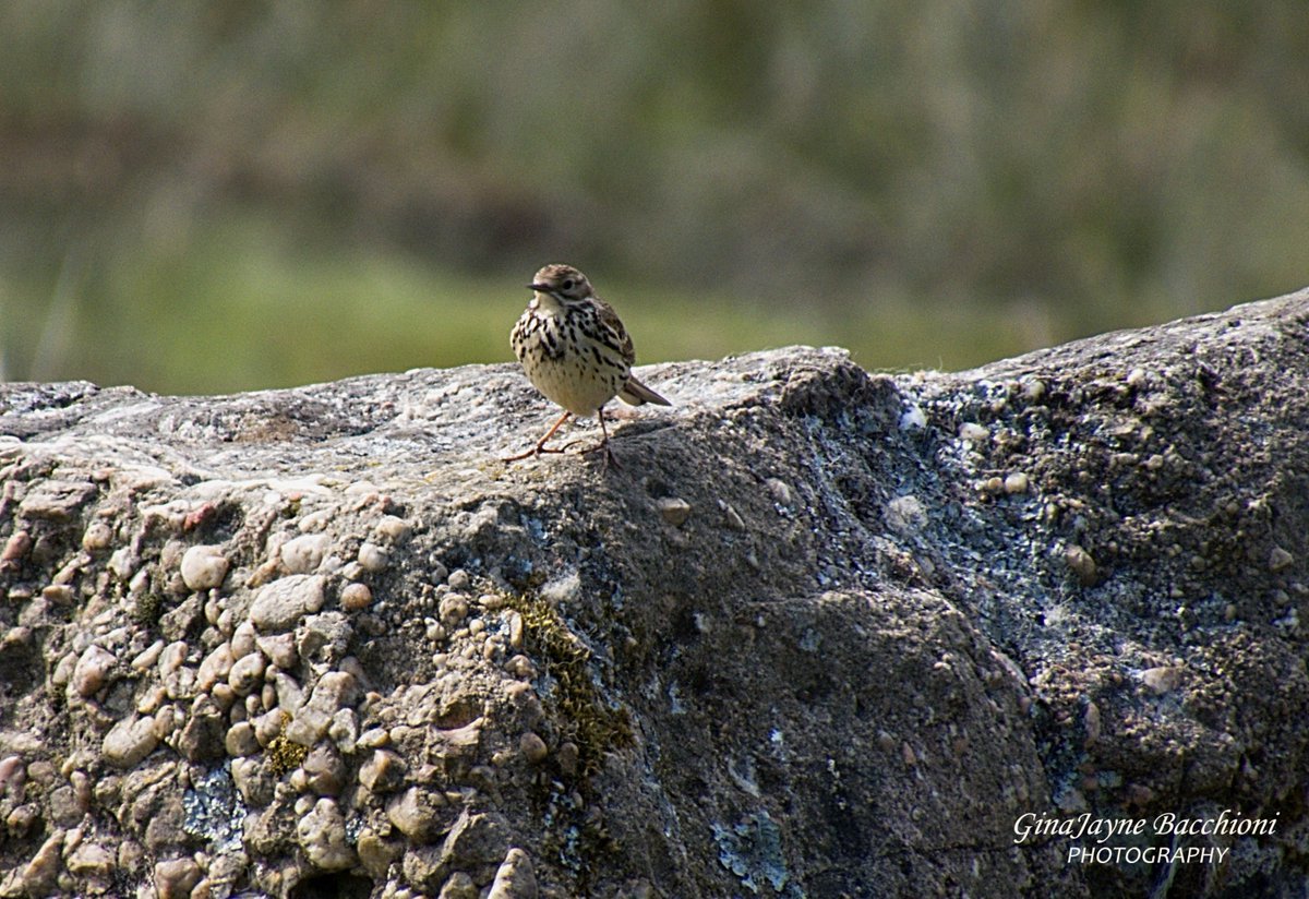 GBacchioni's tweet photo. Spotted a #MeadowPipit #Varteg #Torfaen #Pipit #bird #nature #birdextremefeatures #naturephotography #countryside #thewalescollective #photosofbritain #ukpotd #scenicbritain #thephotographersclub #picoftheday #WalkingUK #fifty_shades_of_nature #talkvalleys #southwalesargus https://t.co/59lDsvvebZ