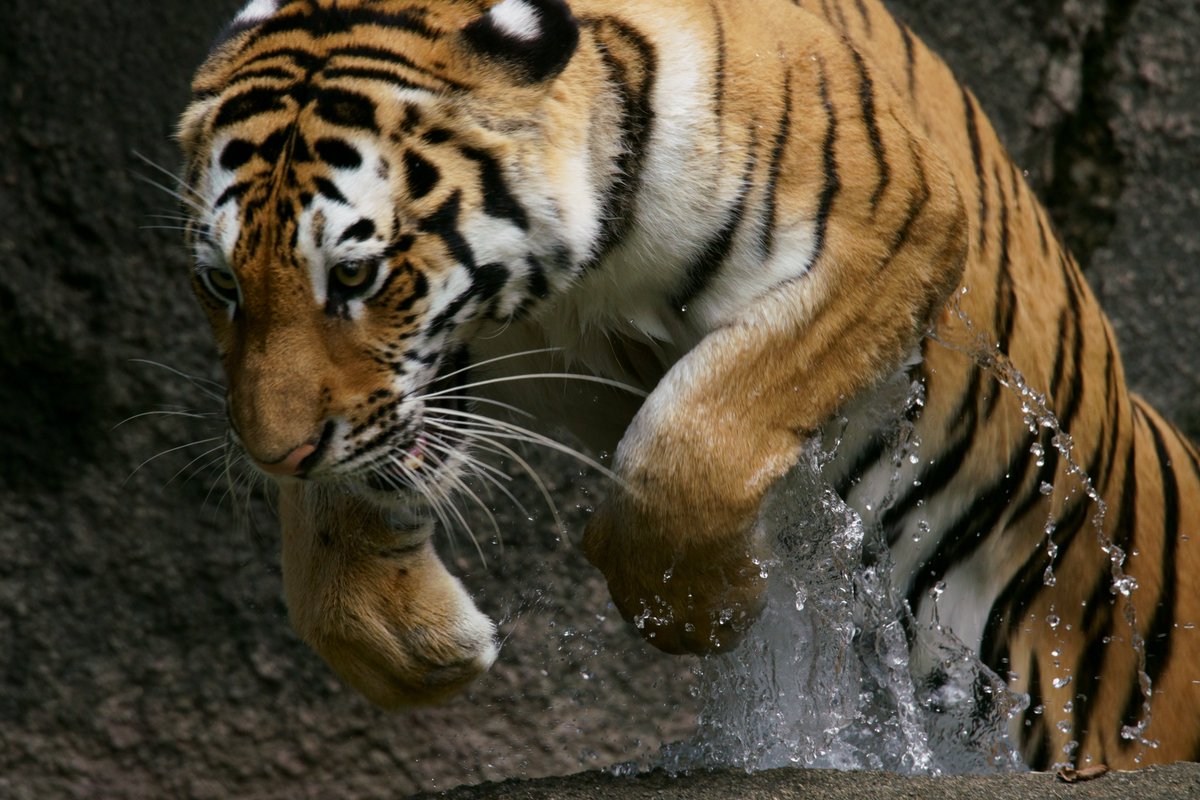 最も選択された 虎の画像集